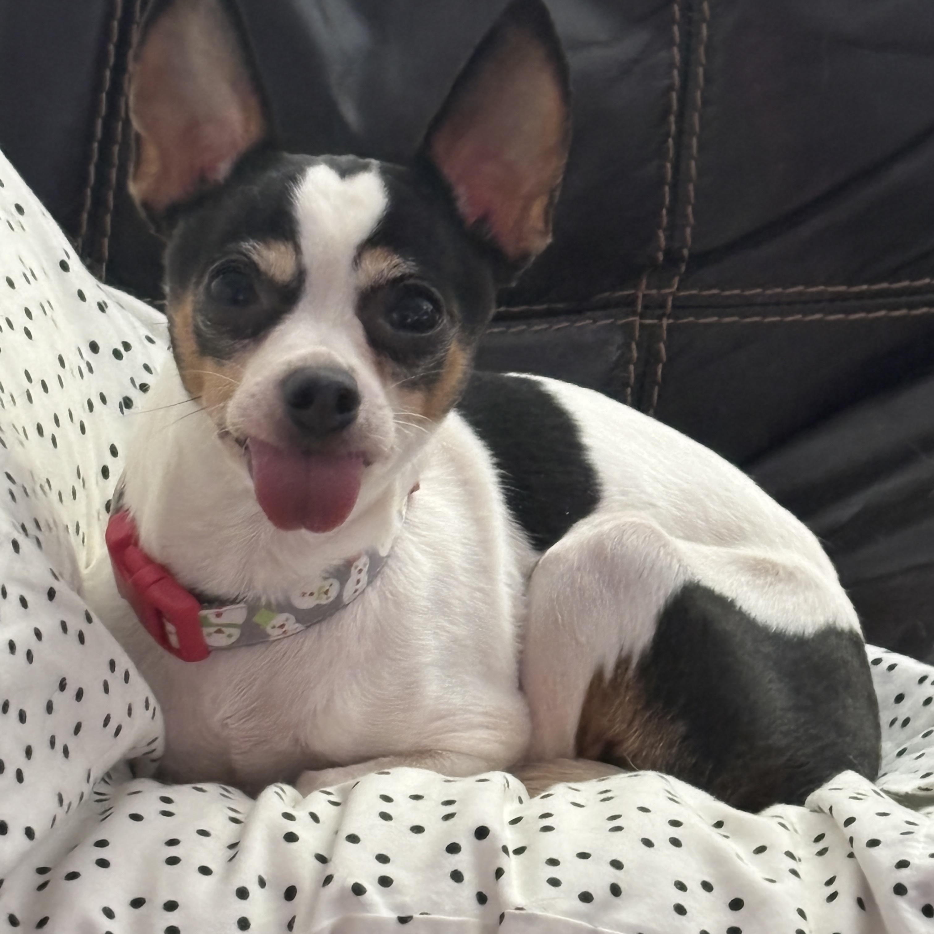 TEACUP, adopted, Adult Female Chihuahua.