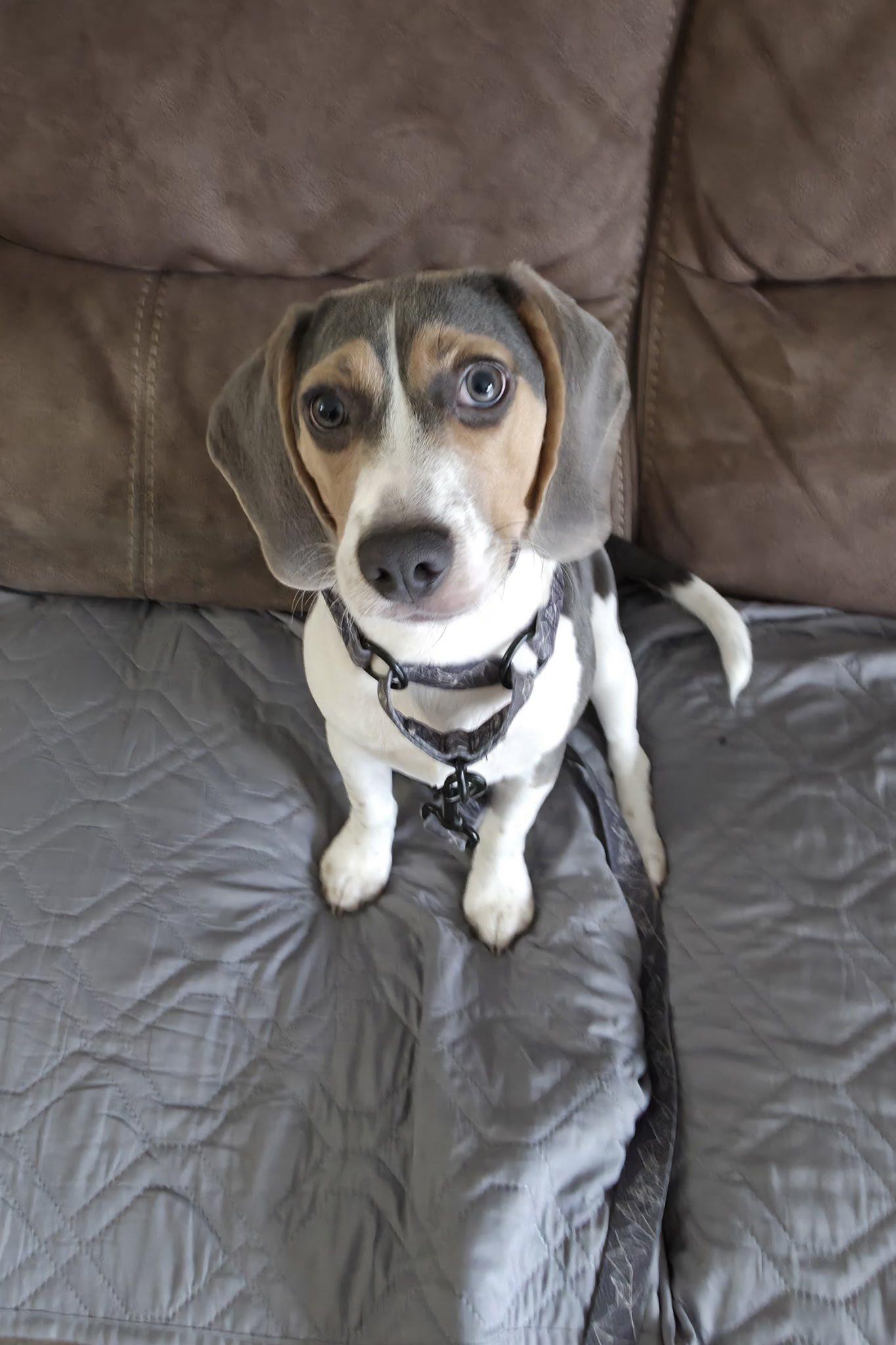 Enlarge Murphy, a ADOPTABLE Beagle in Ossining, NY image 2/3