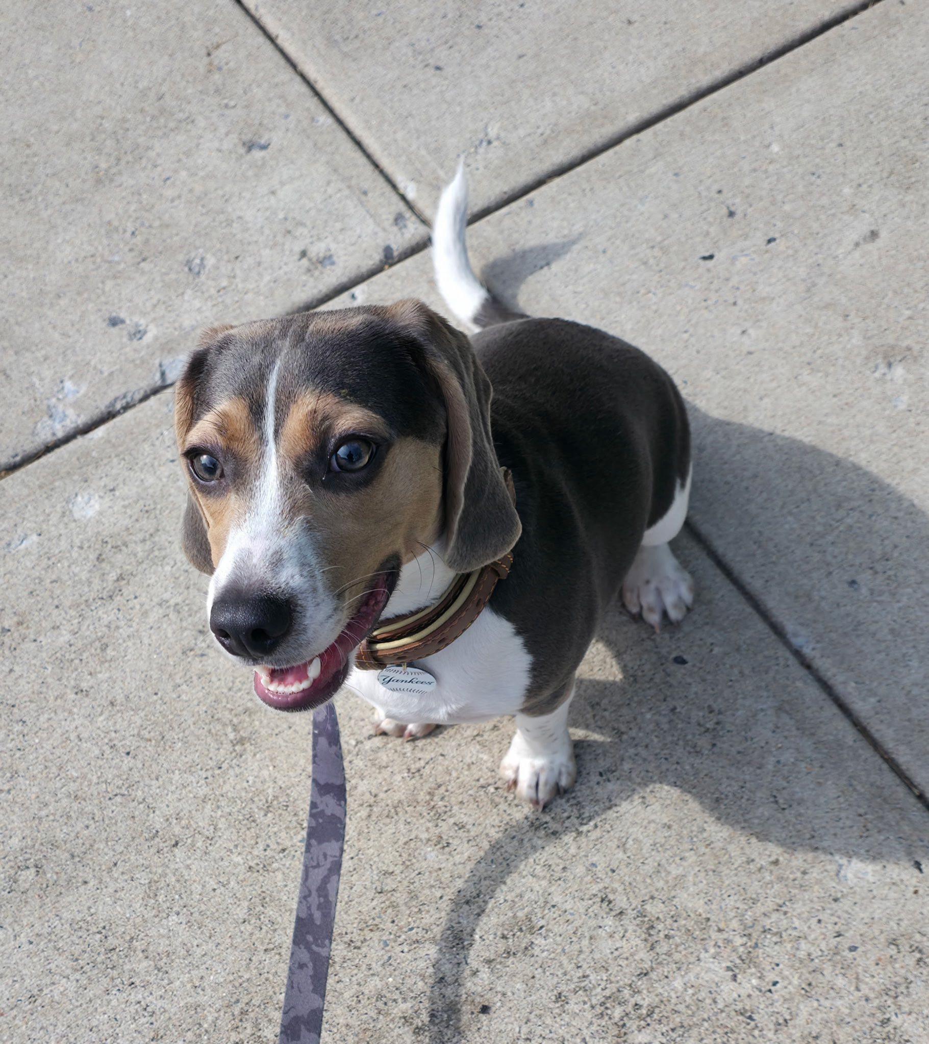 Enlarge Murphy, a ADOPTABLE Beagle in Ossining, NY image 3/3