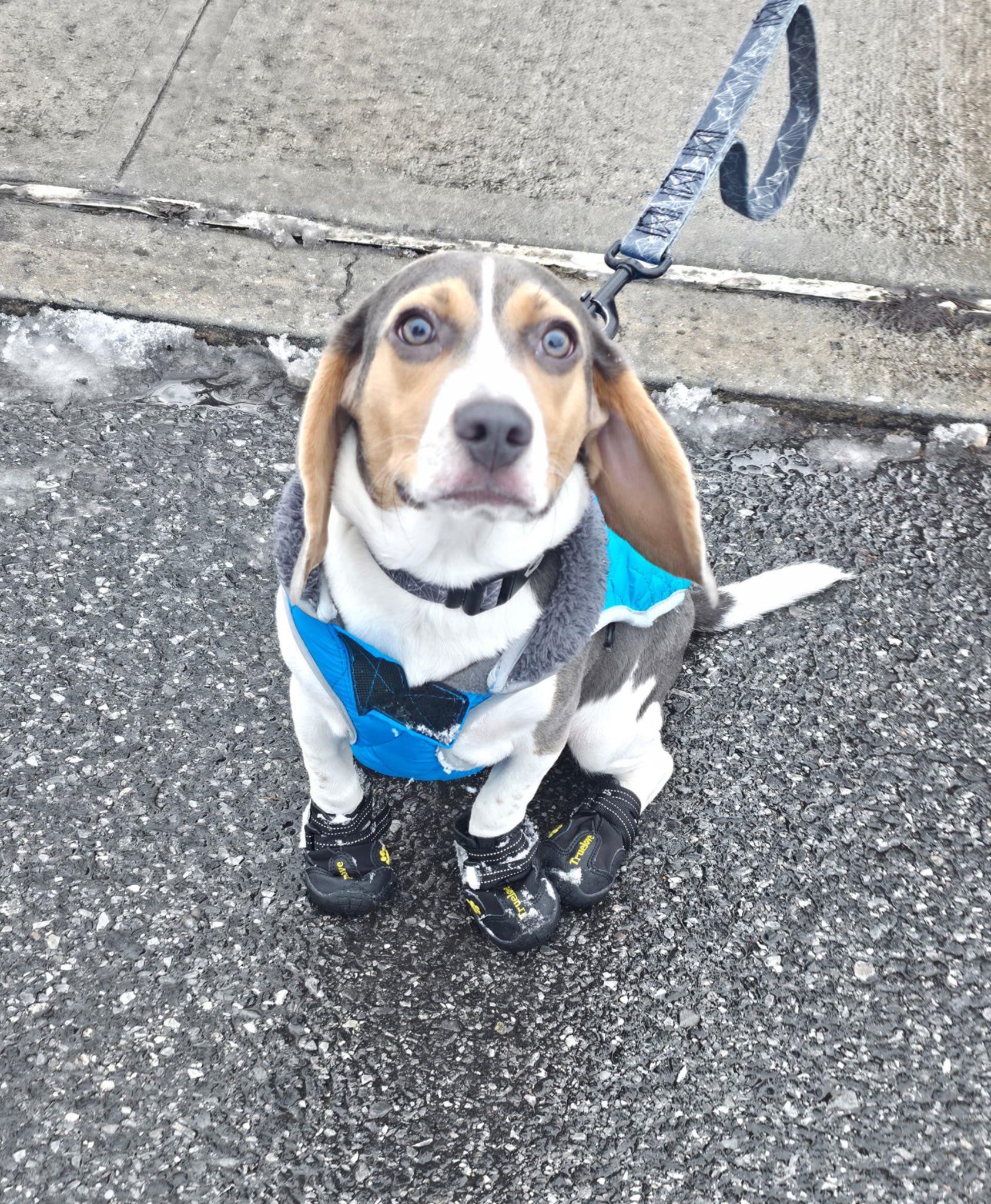 Enlarge Murphy, a ADOPTABLE Beagle in Ossining, NY image 1/3