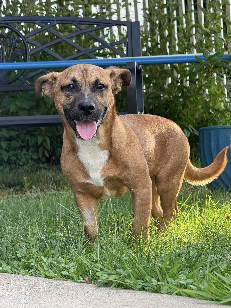 Justin Timberlake, Adoptable, Puppy Male Hound & Mixed Breed.