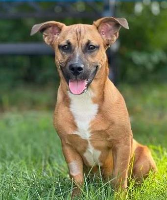 Enlarge Justin Timberlake, a Adoptable mixed breed in Middletown, CT image 3/6