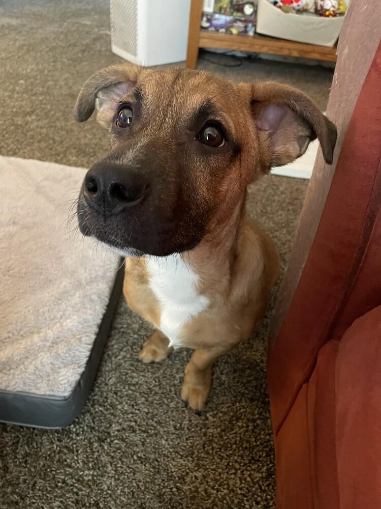 Enlarge Justin Timberlake, a Adoptable mixed breed in Middletown, CT image 5/6