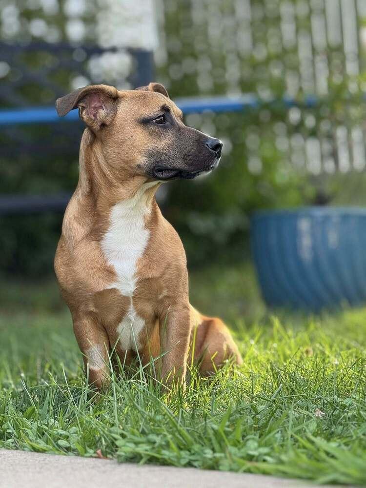 Enlarge Justin Timberlake, a Adoptable mixed breed in Middletown, CT image 6/6