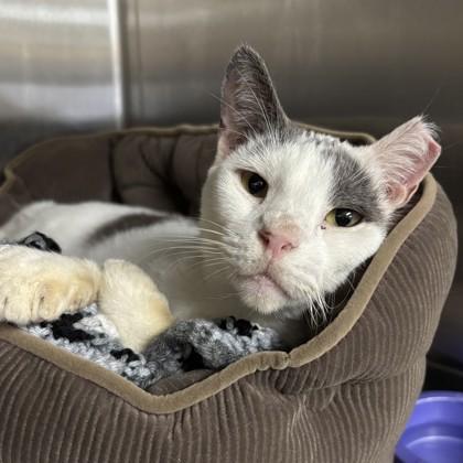 Cooper, Adoptable, Adult Male Domestic Short Hair & Domestic Short Hair.