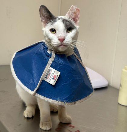 Cooper, Adoptable, Adult Male Domestic Short Hair & Domestic Short Hair.