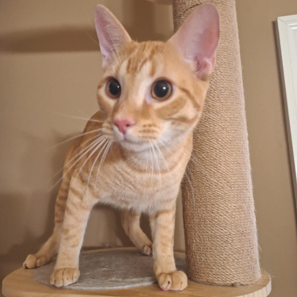 Enlarge Hansel, a Adoptable Domestic Short Hair in Huntsville, AL image 1/6