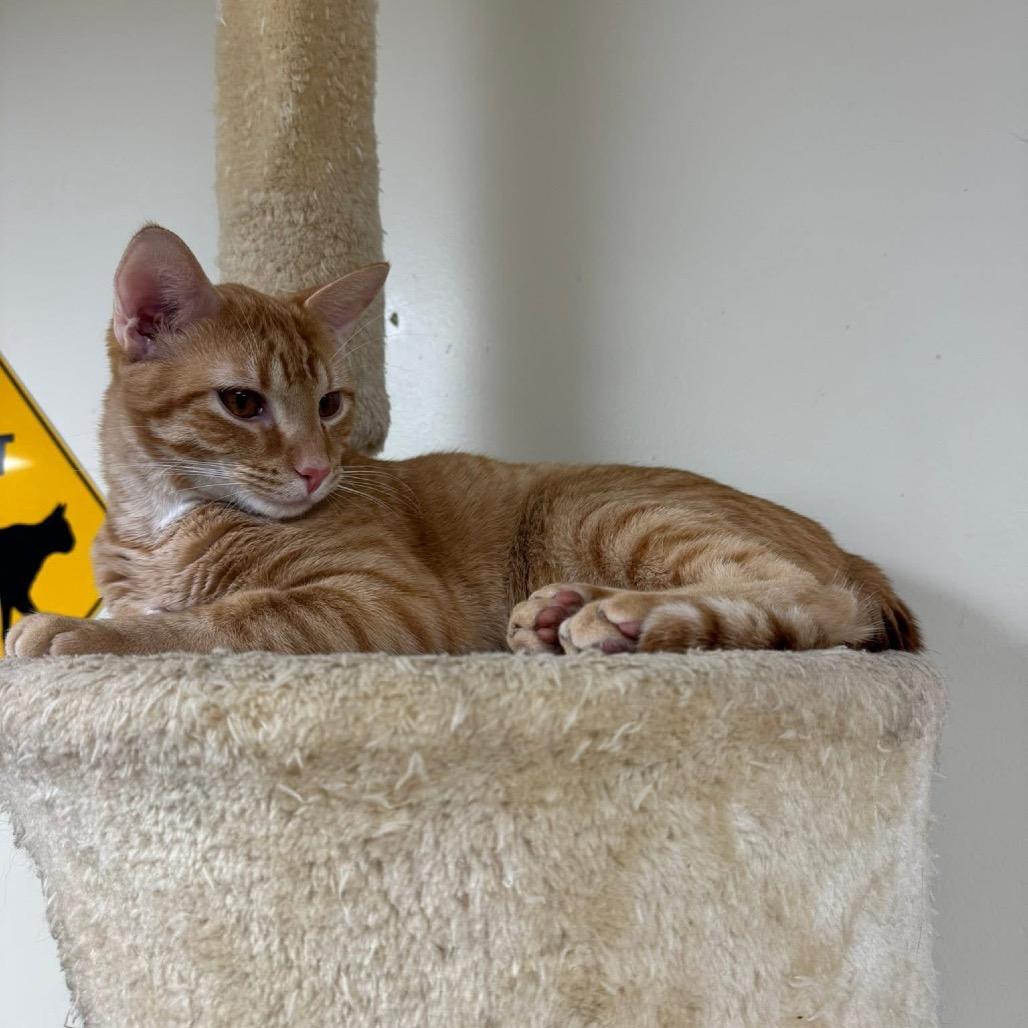 Enlarge Hansel, a Adoptable Domestic Short Hair in Huntsville, AL image 3/6