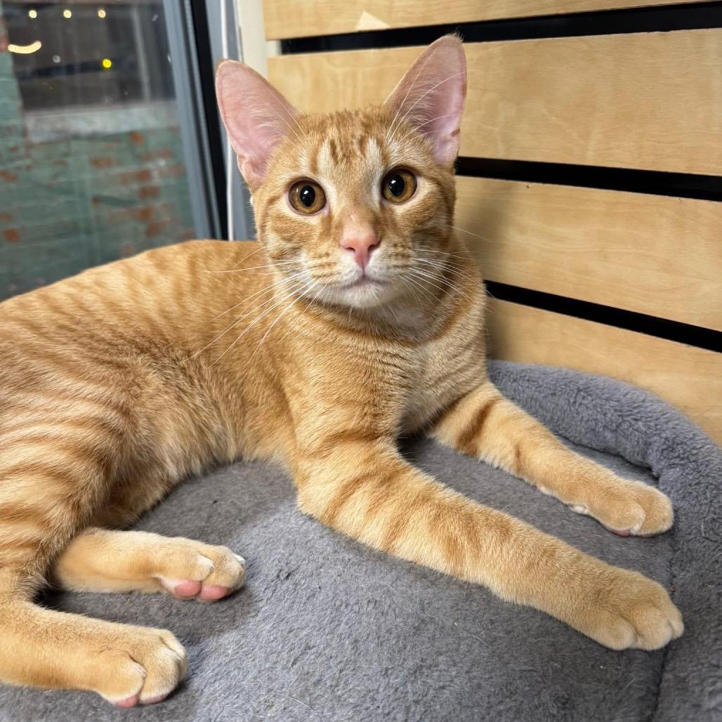 Enlarge Hansel, a Adoptable Domestic Short Hair in Huntsville, AL image 4/6