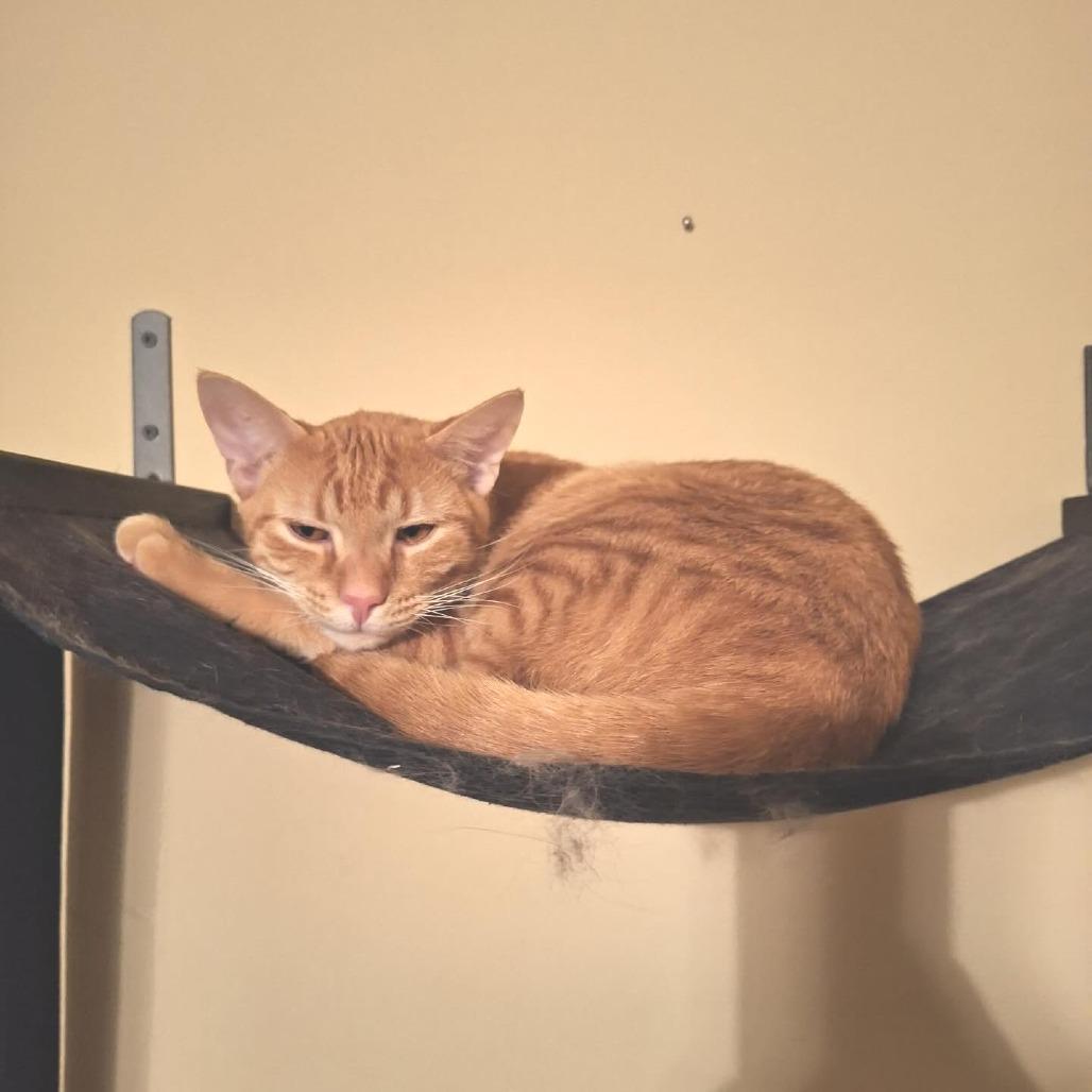 Enlarge Hansel, a Adoptable Domestic Short Hair in Huntsville, AL image 5/6