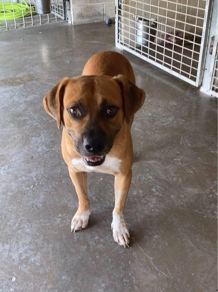Roberto, ADOPTABLE, Adult Male Boxer & Hound.