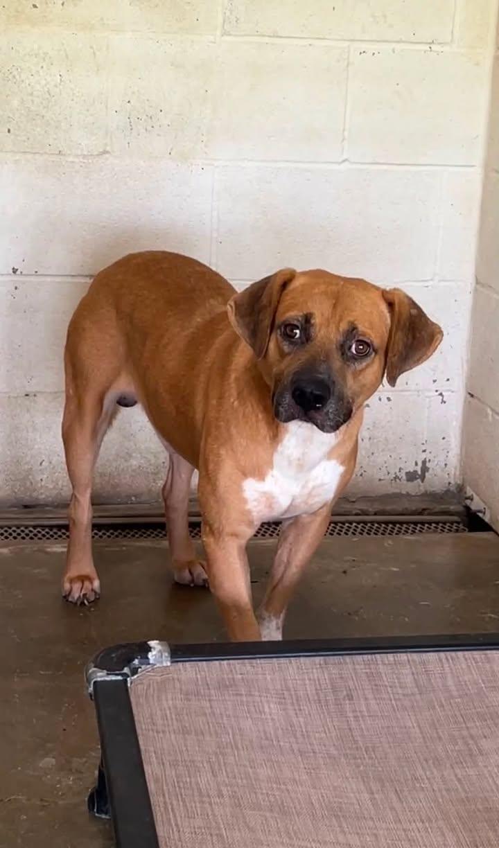 Roberto, a ADOPTABLE mixed breed in Port Lavaca, TX image 3/4