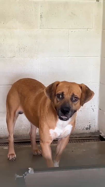 Enlarge Roberto, a ADOPTABLE mixed breed in Port Lavaca, TX video 4/4