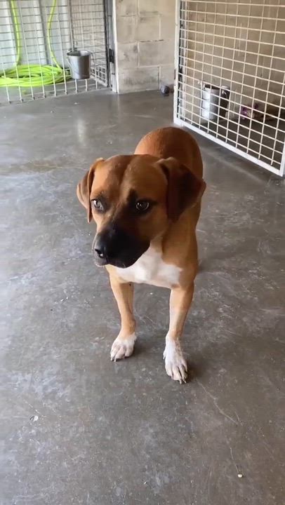 Enlarge Roberto, a ADOPTABLE mixed breed in Port Lavaca, TX video 2/4
