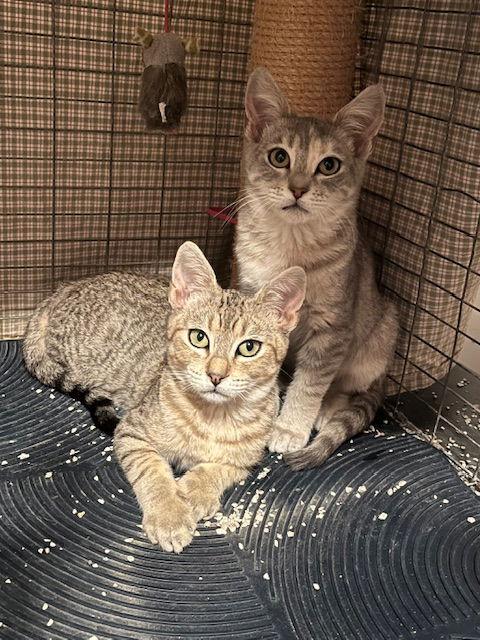 Mackey and Molly, Adoptable, Young Female Tabby & Domestic Short Hair.