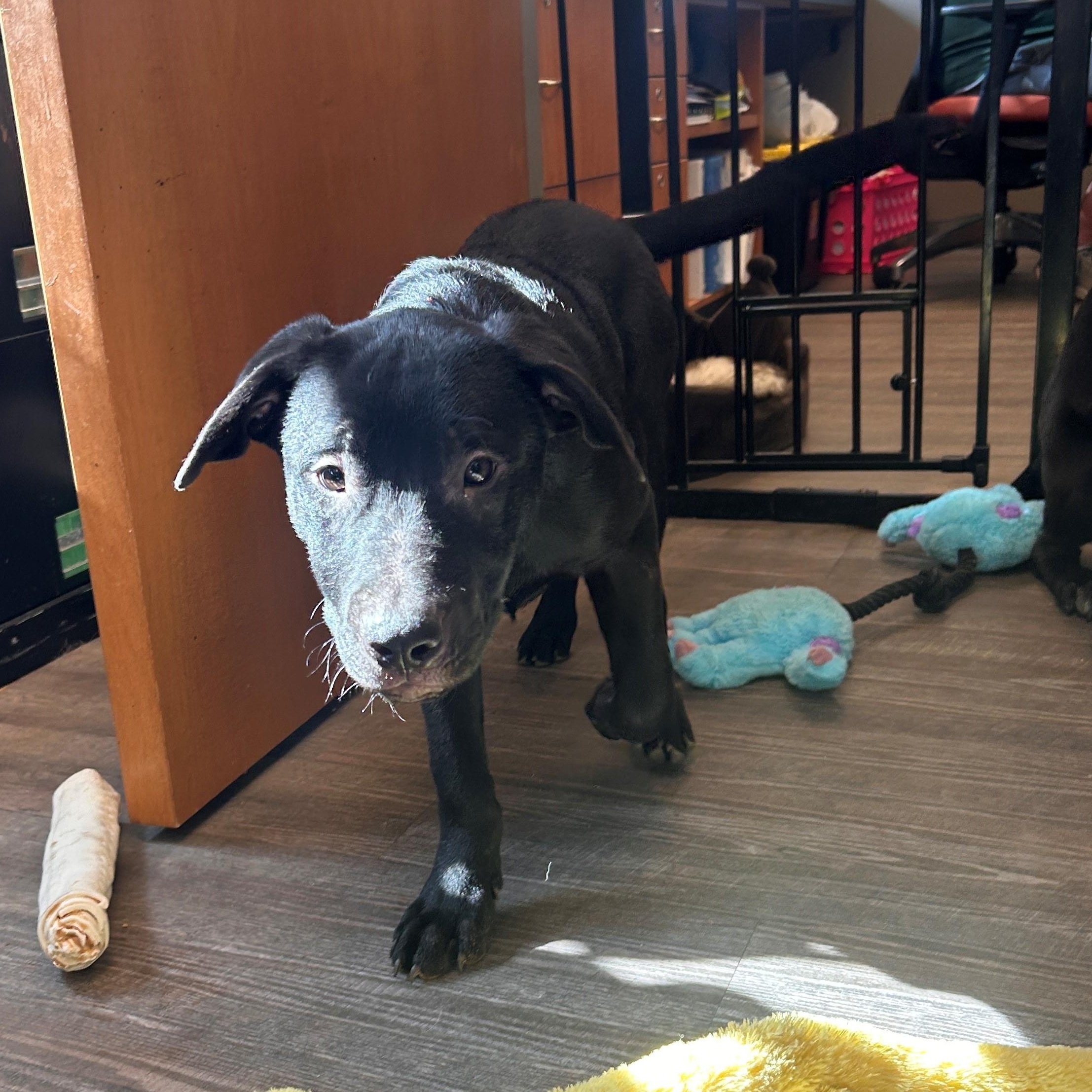 Enlarge 25-0250"Dewy", a Adoptable mixed breed in Leavenworth, KS image 1/1