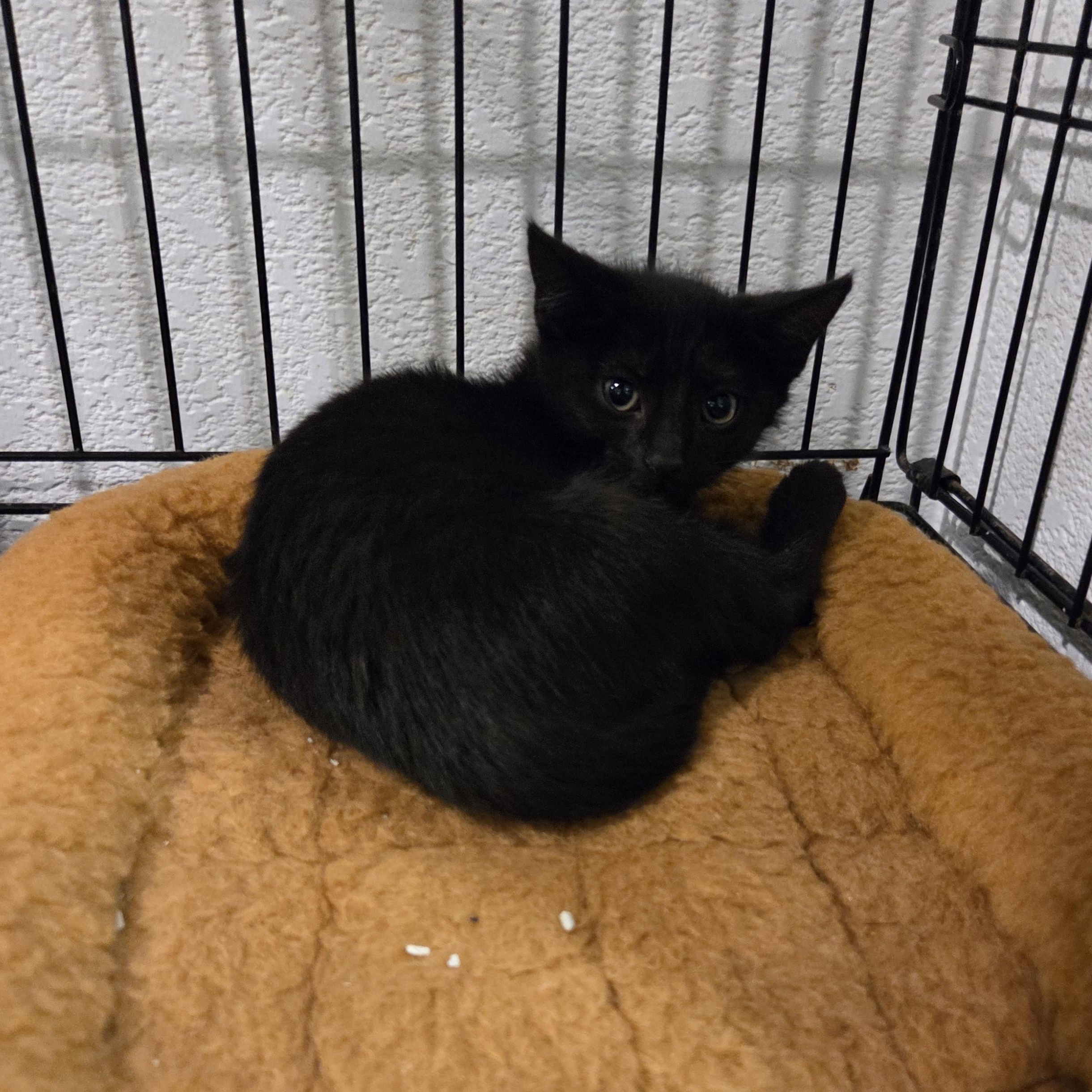 Kole 6159, ADOPTABLE, Kitten Female Domestic Short Hair.