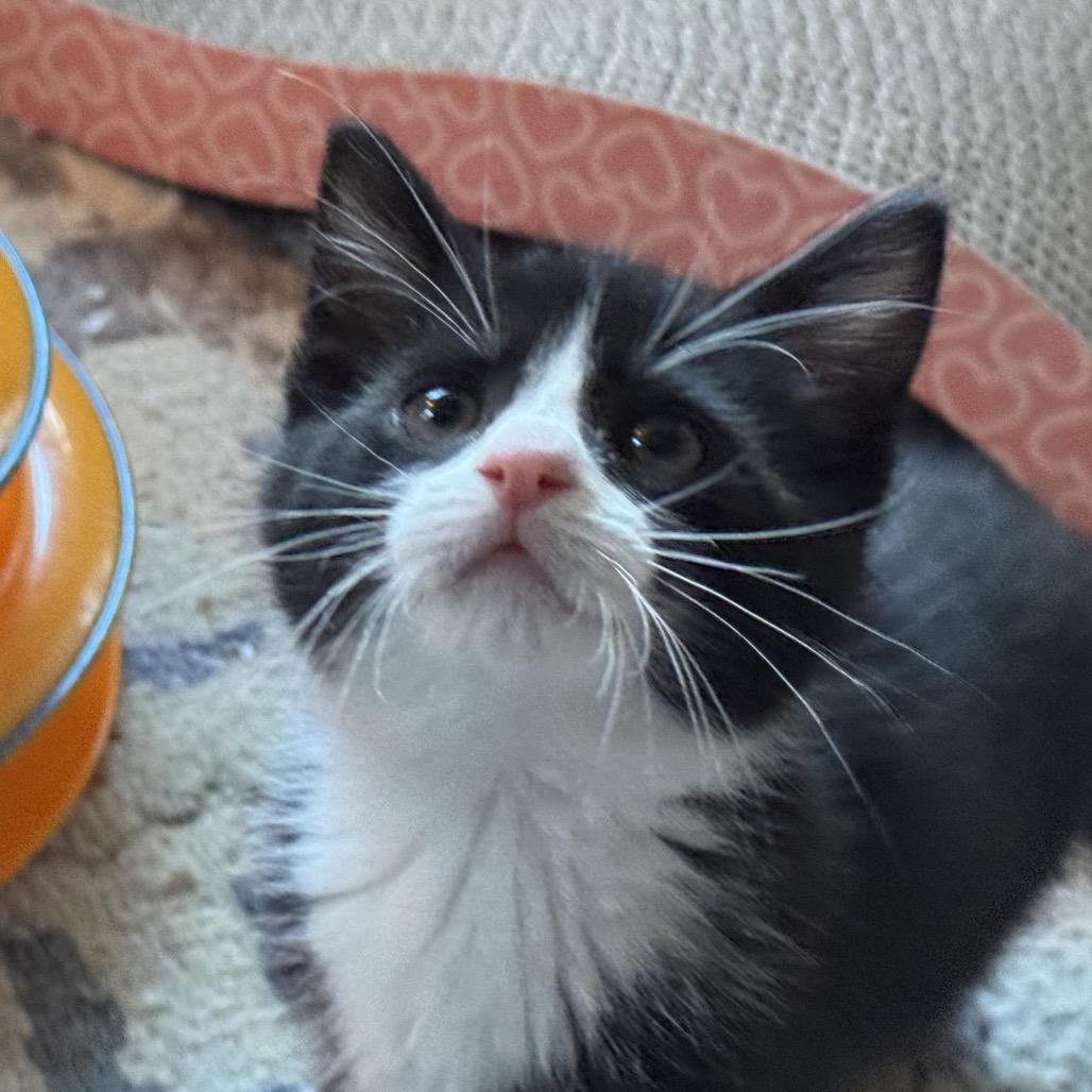 Fungi, Adoptable, Kitten Male Domestic Short Hair.