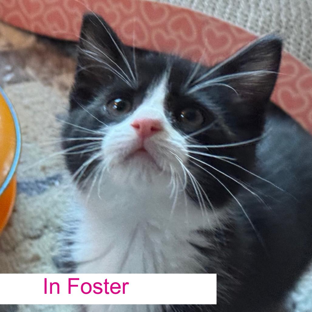 Enlarge Fungi, a Adoptable Domestic Short Hair in Chapel Hill, NC image 2/2