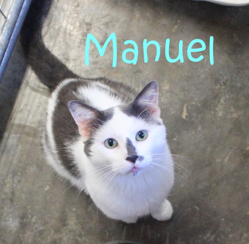 Manuel, Adoptable, Adult Male Domestic Short Hair.