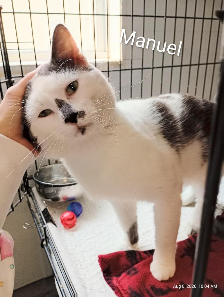 Enlarge Manuel, a Adoptable mixed breed in Saint James, MN image 3/4