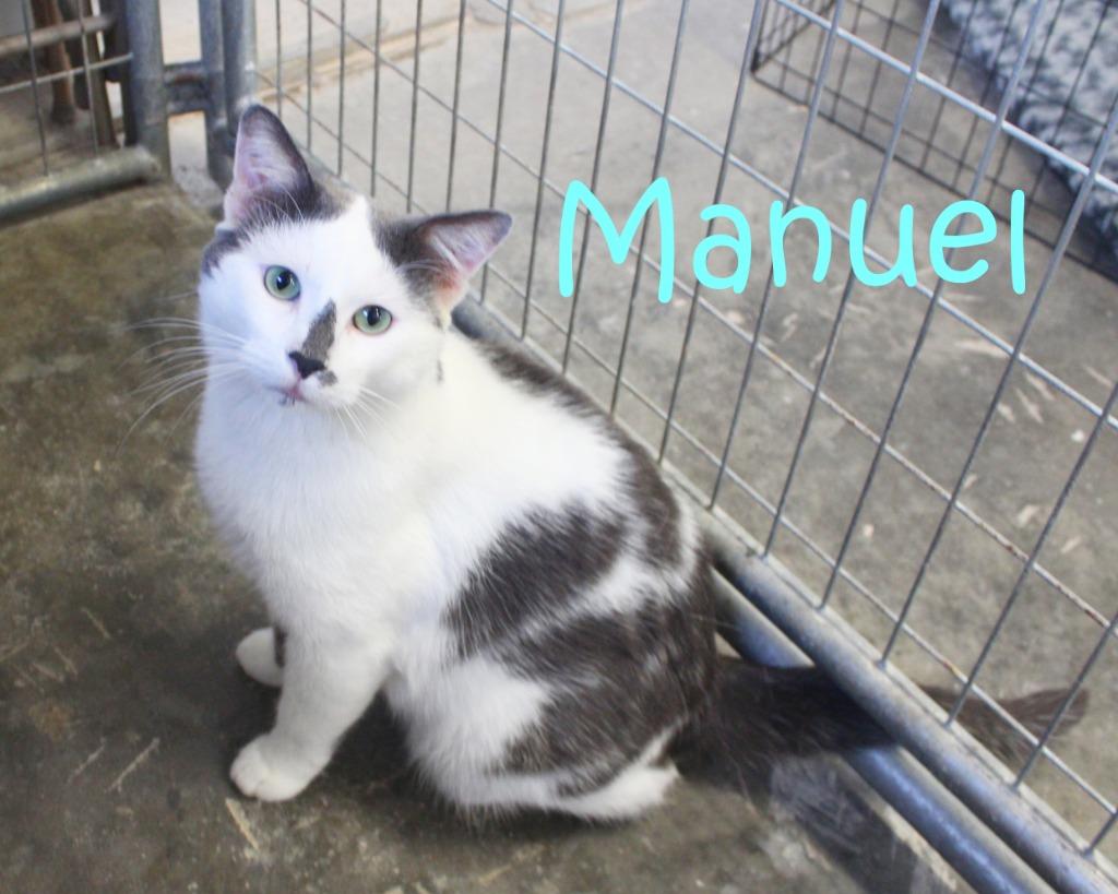 Enlarge Manuel, a Adoptable mixed breed in Saint James, MN image 4/4