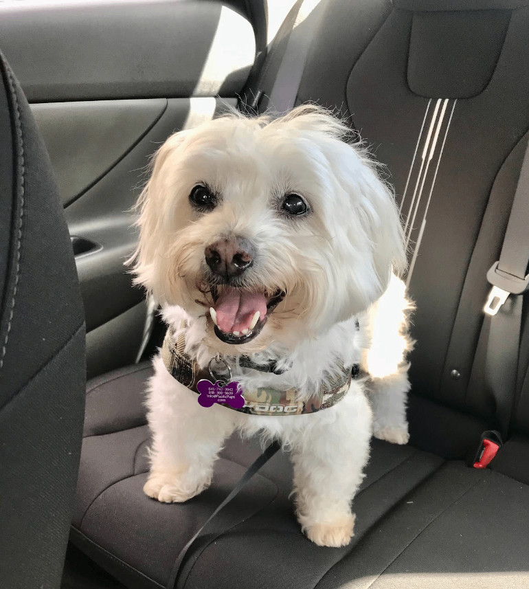 Enlarge Presley, a Adoptable mixed breed in Marina Del Rey, CA image 8/11