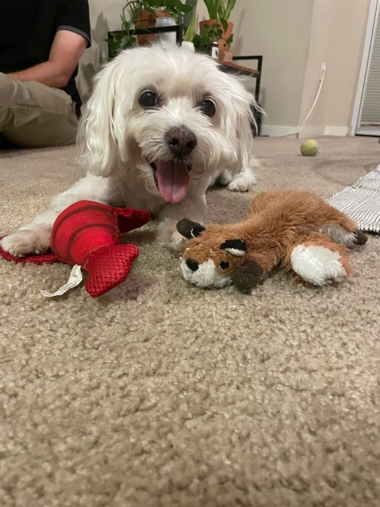 Enlarge Presley, a Adoptable mixed breed in Marina Del Rey, CA image 9/11