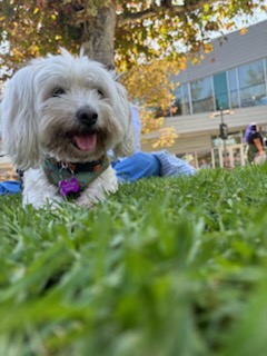 Enlarge Presley, a Adoptable mixed breed in Marina Del Rey, CA image 11/11