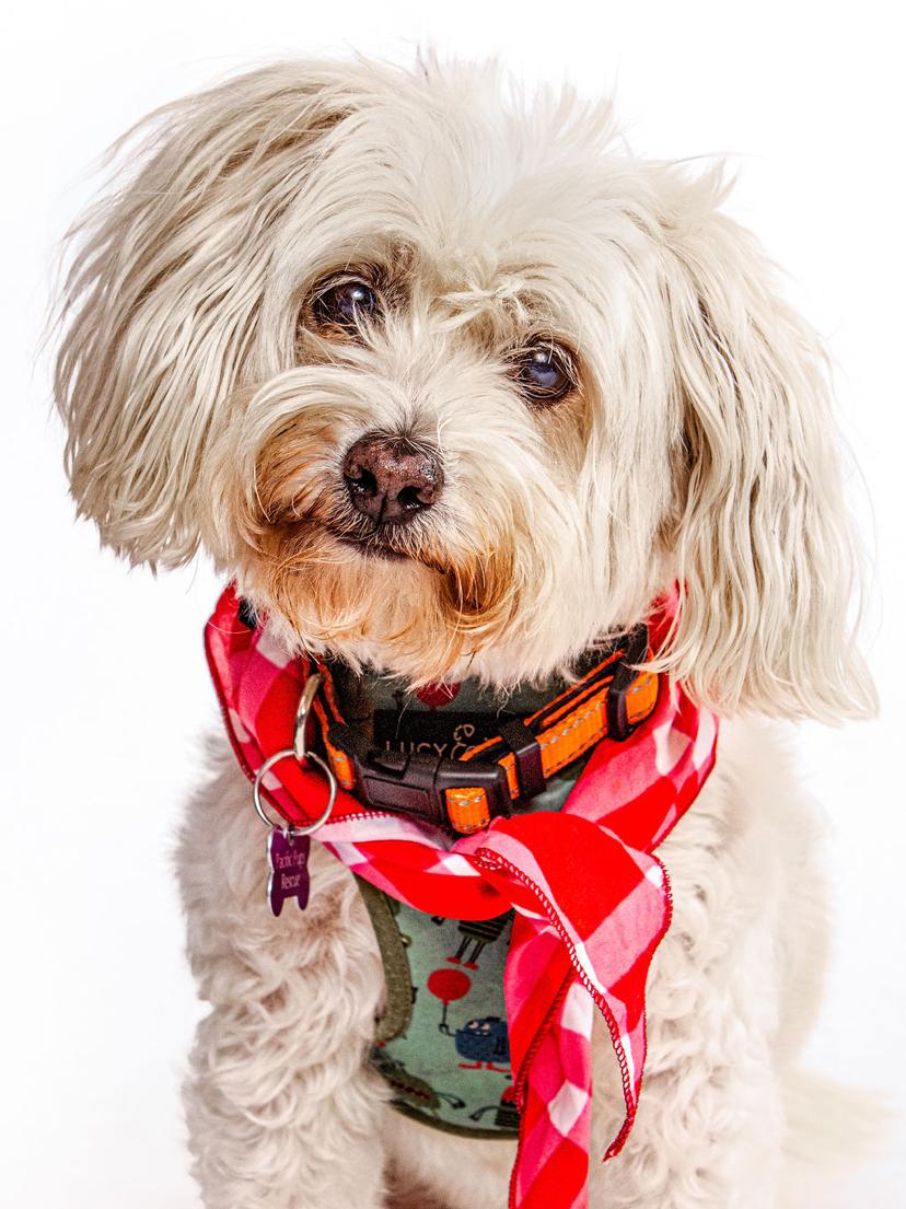 Presley, a Adoptable mixed breed in Marina Del Rey, CA image 1/11