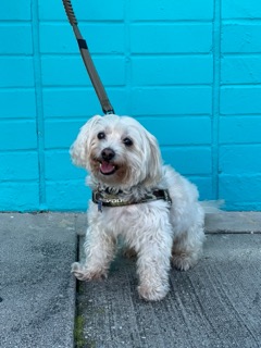 Enlarge Presley, a Adoptable mixed breed in Marina Del Rey, CA image 10/11