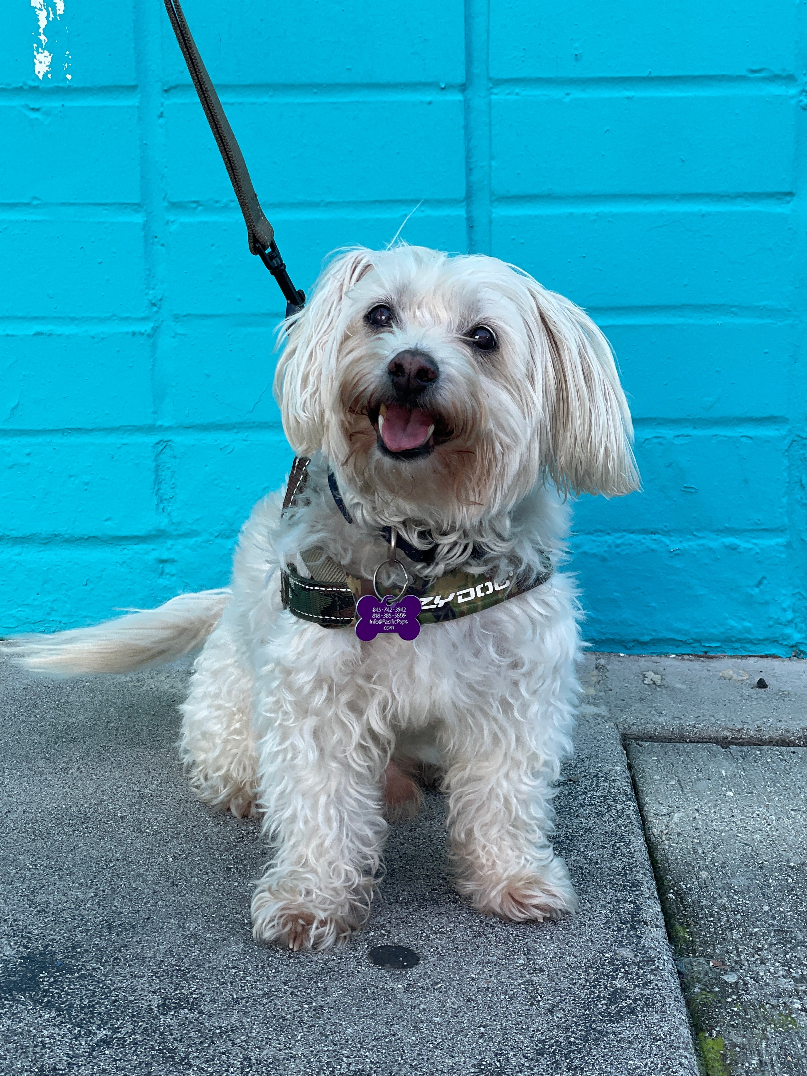 Enlarge Presley, a Adoptable mixed breed in Marina Del Rey, CA image 7/11