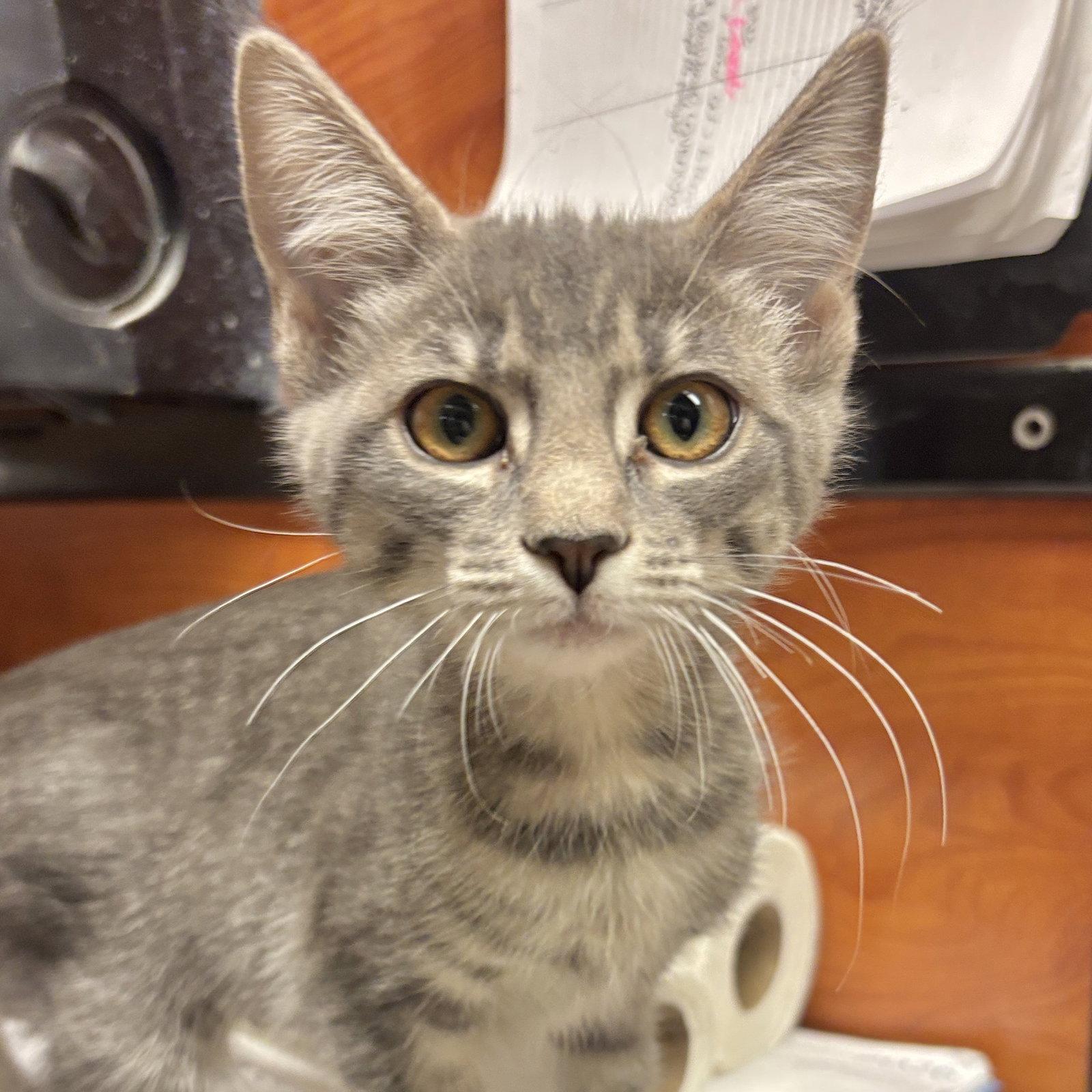 Enlarge Dolly, a Adoptable Domestic Short Hair in Sonora, CA image 1/1