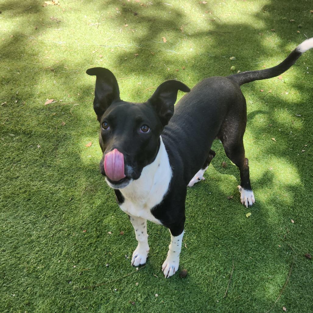 Mystic Jum thumbnail 5