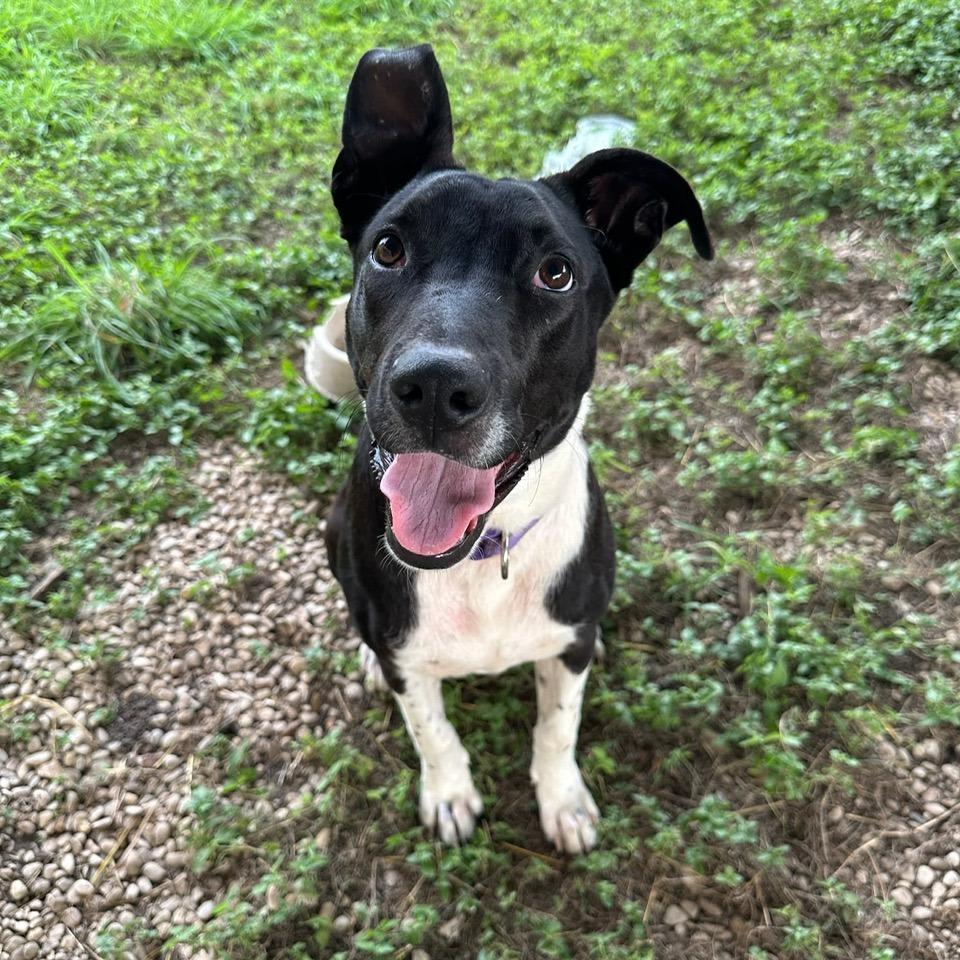 Mystic Jum thumbnail 3