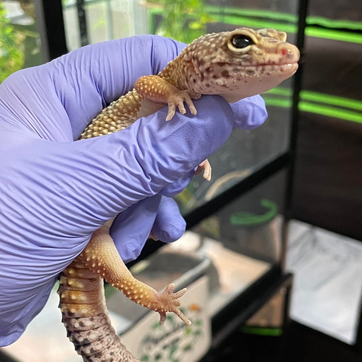 Enlarge Jaheira, an adoptable Gecko in Durham, NC image 1/2