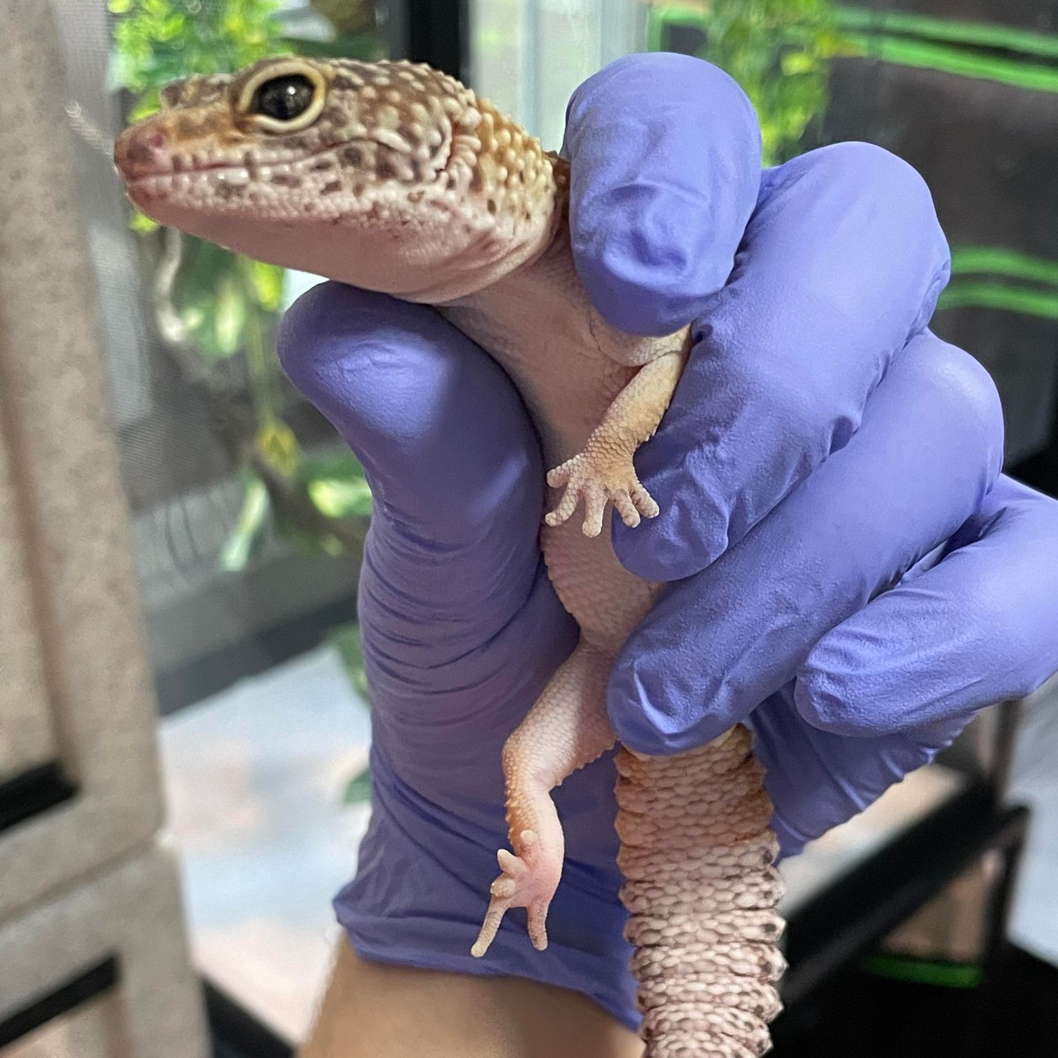 Enlarge Jaheira, an adoptable Gecko in Durham, NC image 2/2