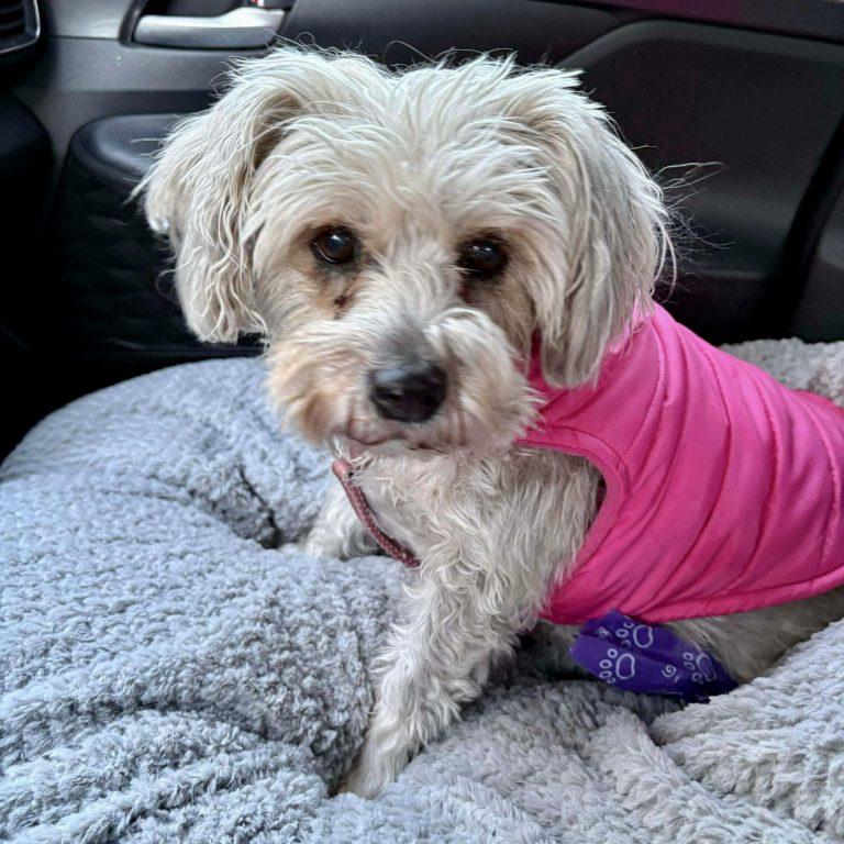 Dusty Rose thumbnail 3