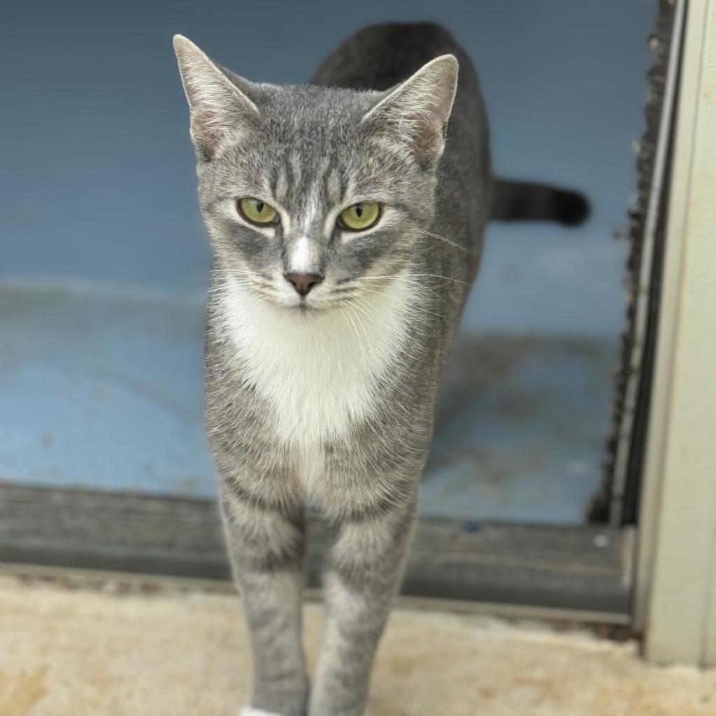 Skipper — thumbnail 2