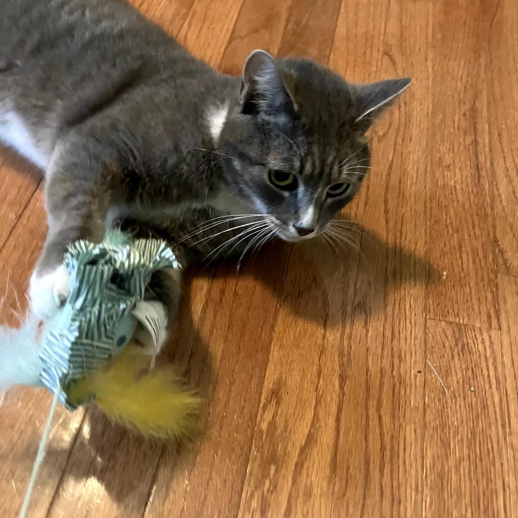 Skipper — thumbnail 3