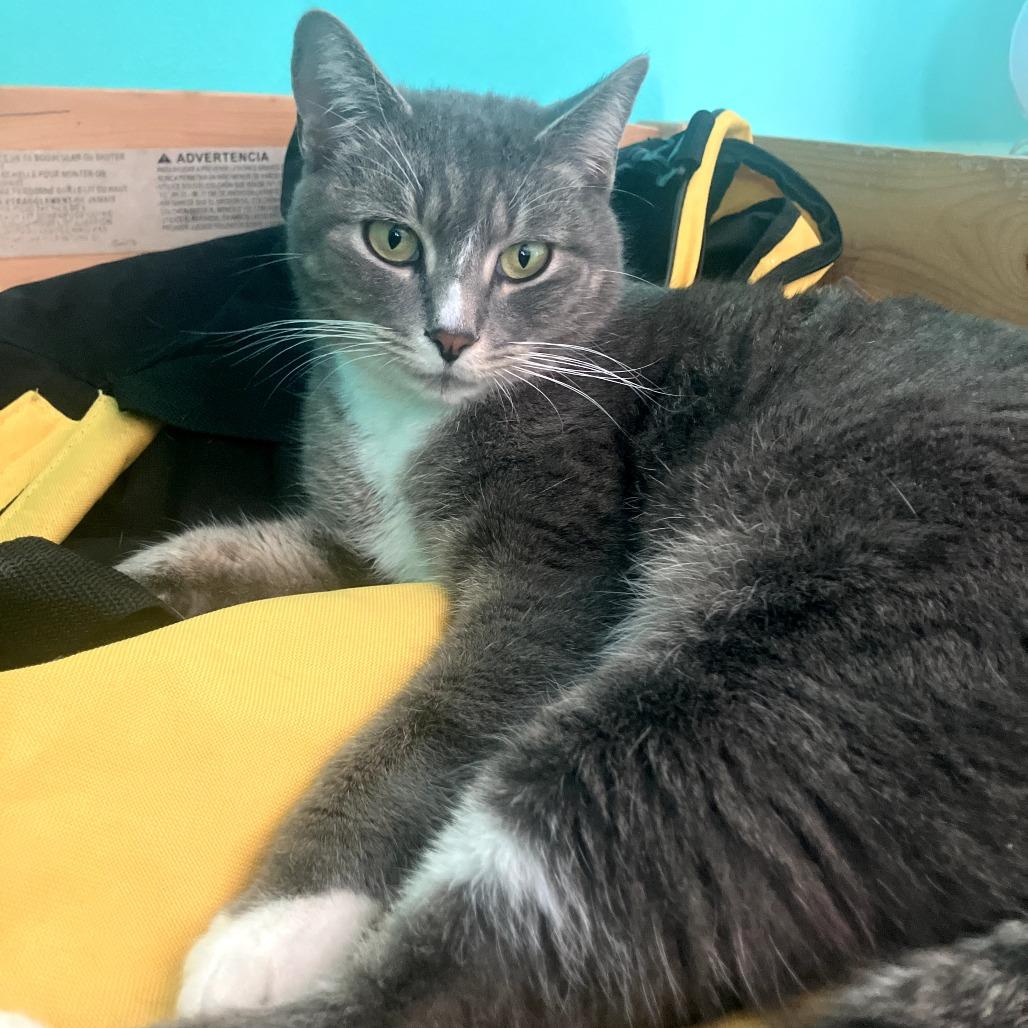 Skipper — thumbnail 4