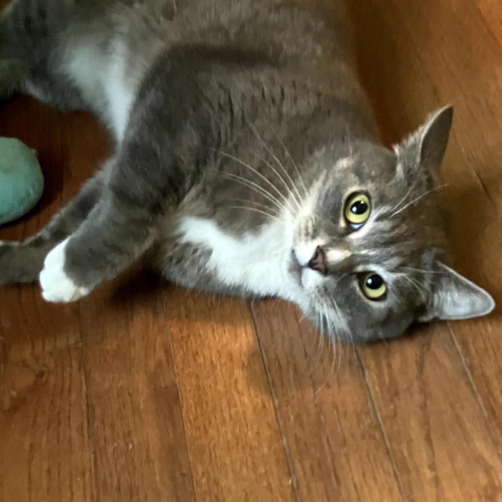 Skipper — thumbnail 5