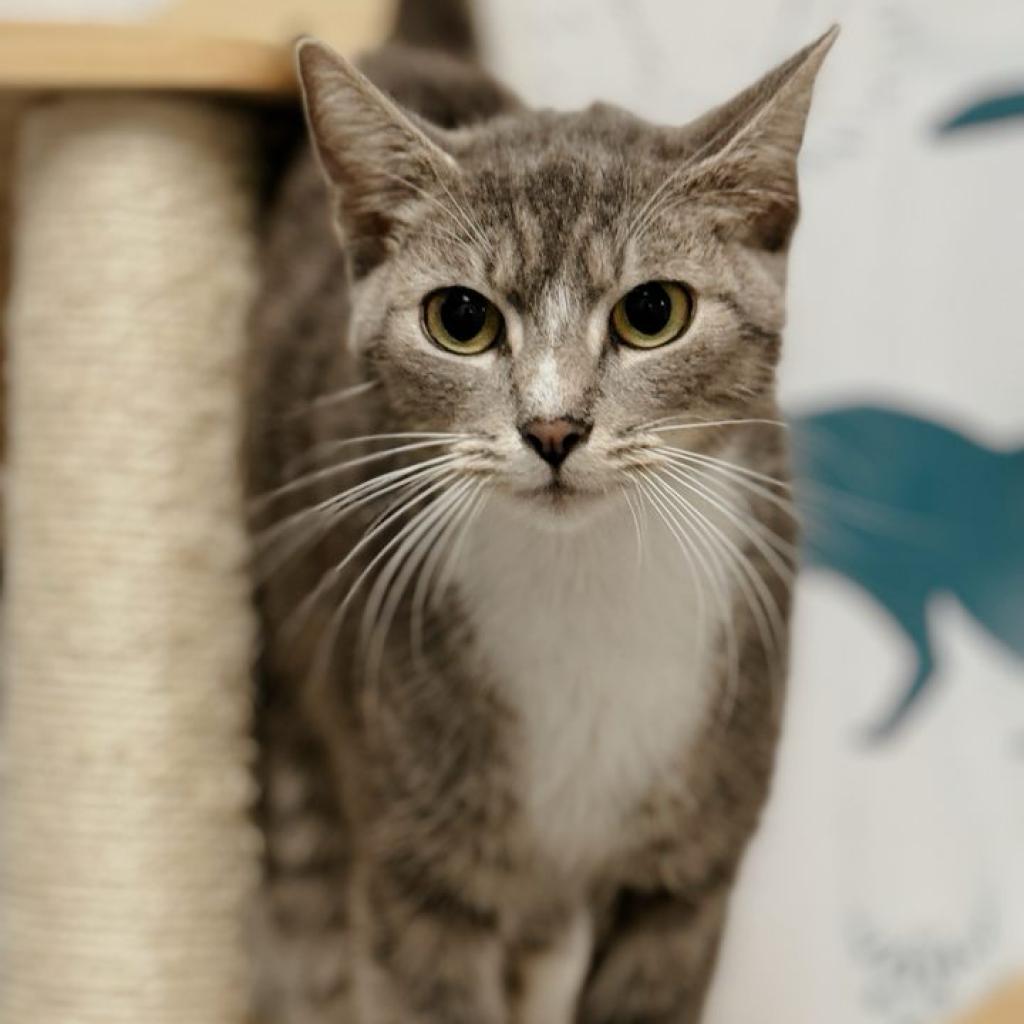 Skipper — thumbnail 6