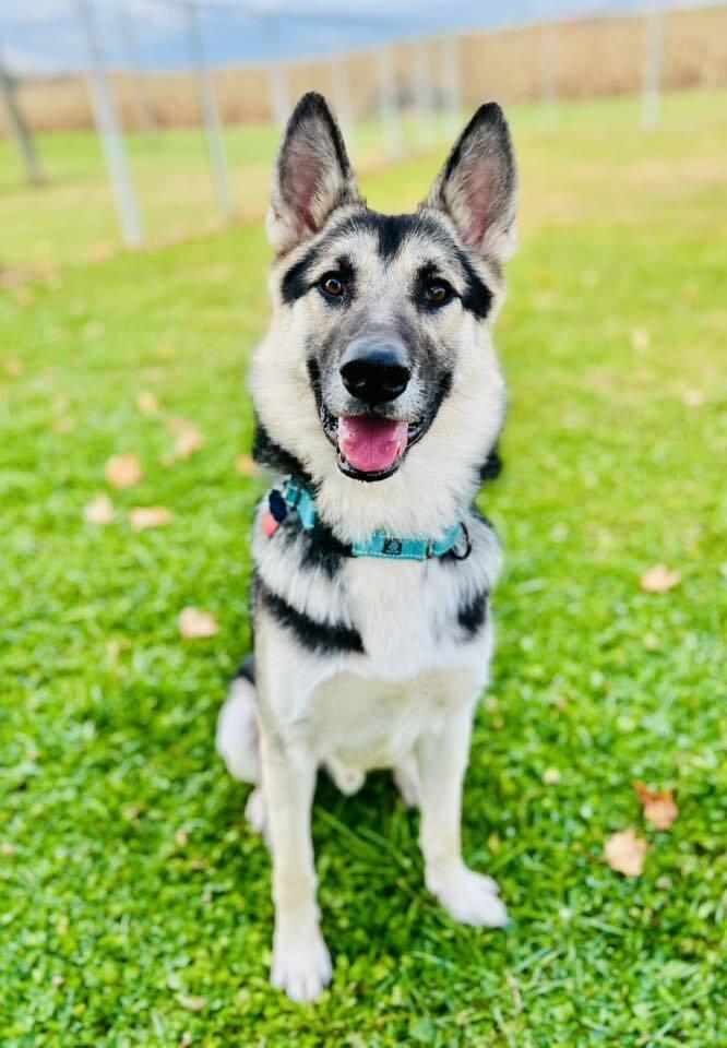 Boomer, Adoptable, Young Male German Shepherd Dog.