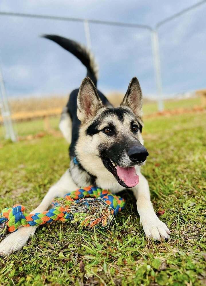 Boomer, a Adoptable mixed breed in Suamico, WI image 2/5