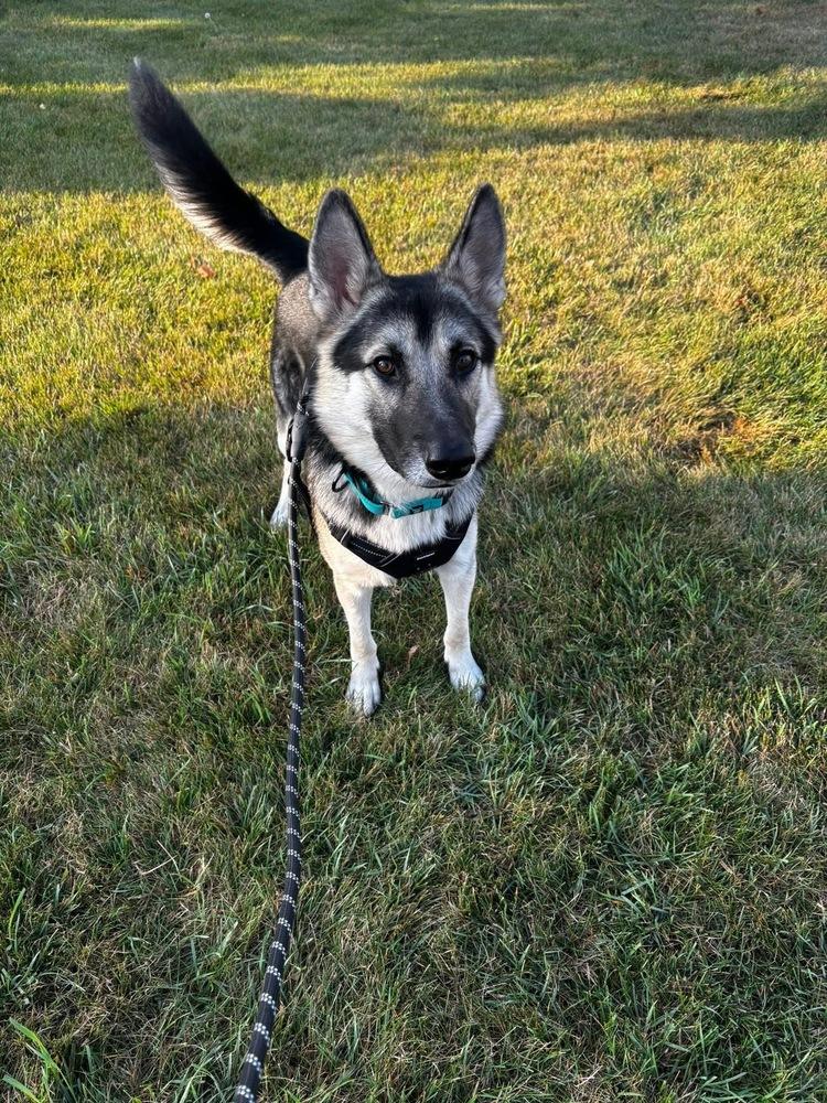 Boomer, a Adoptable mixed breed in Suamico, WI image 3/5
