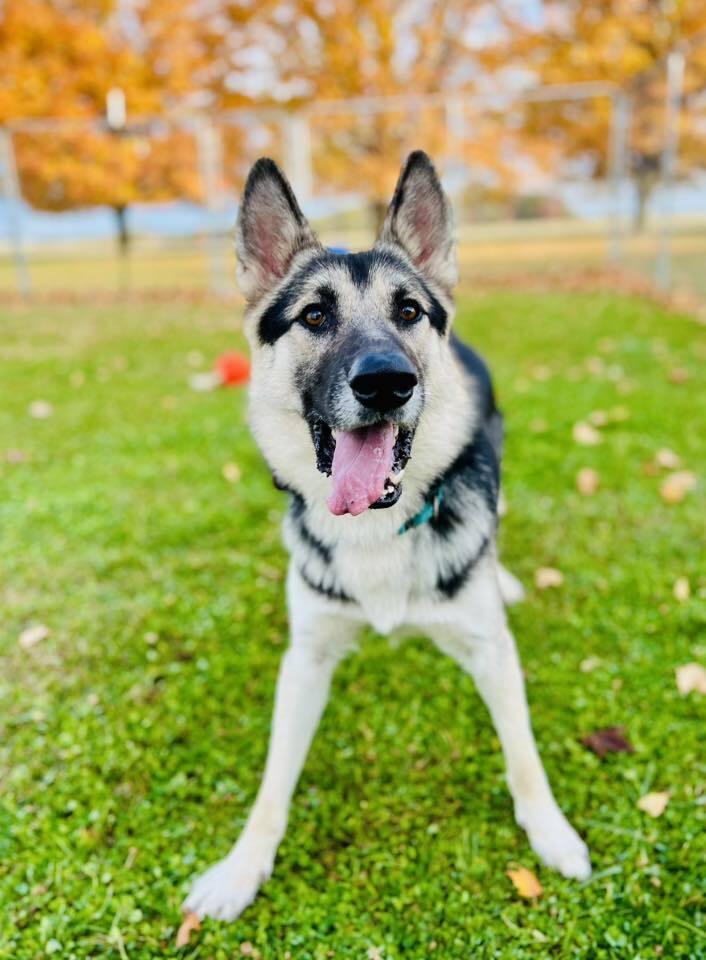 Boomer, a Adoptable mixed breed in Suamico, WI image 4/5