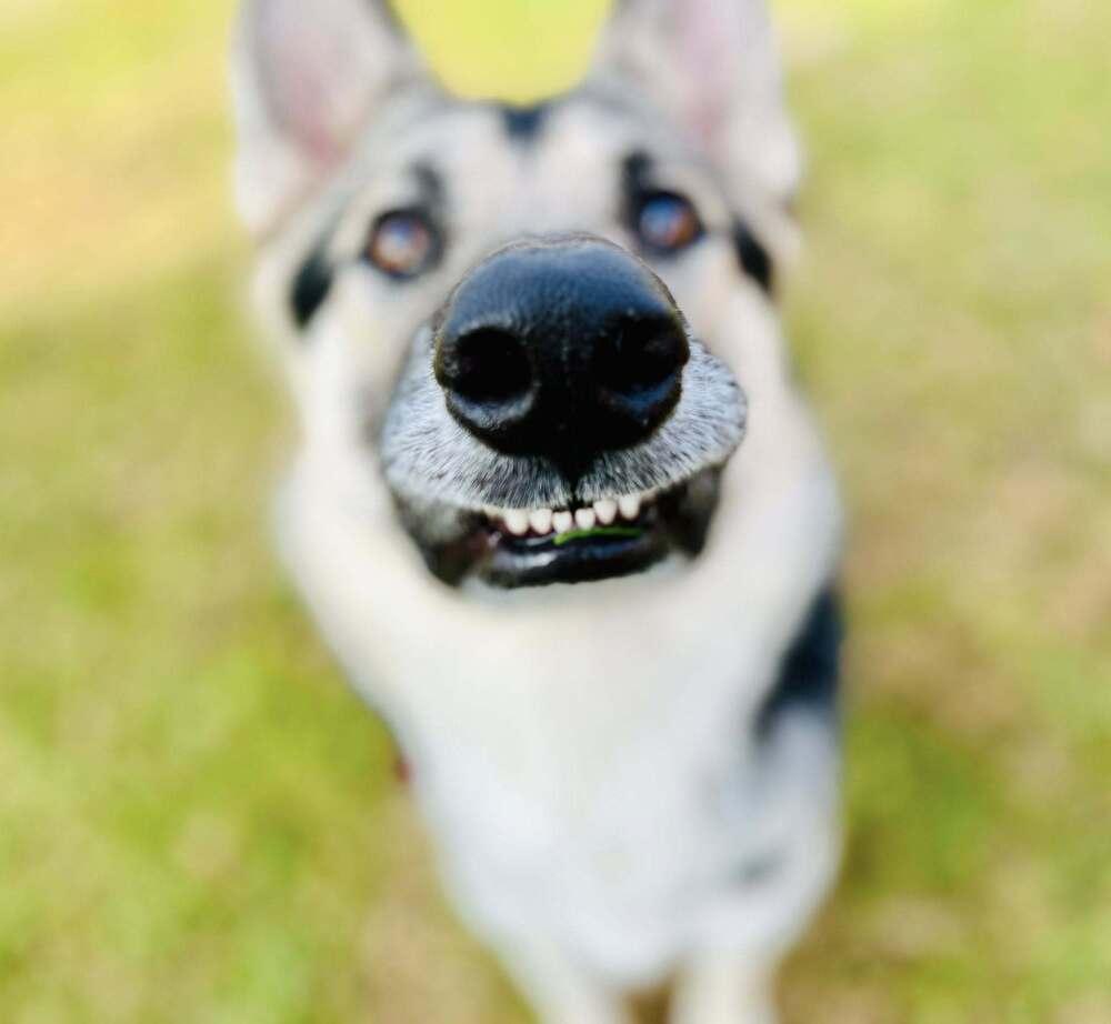 Boomer, a Adoptable mixed breed in Suamico, WI image 5/5
