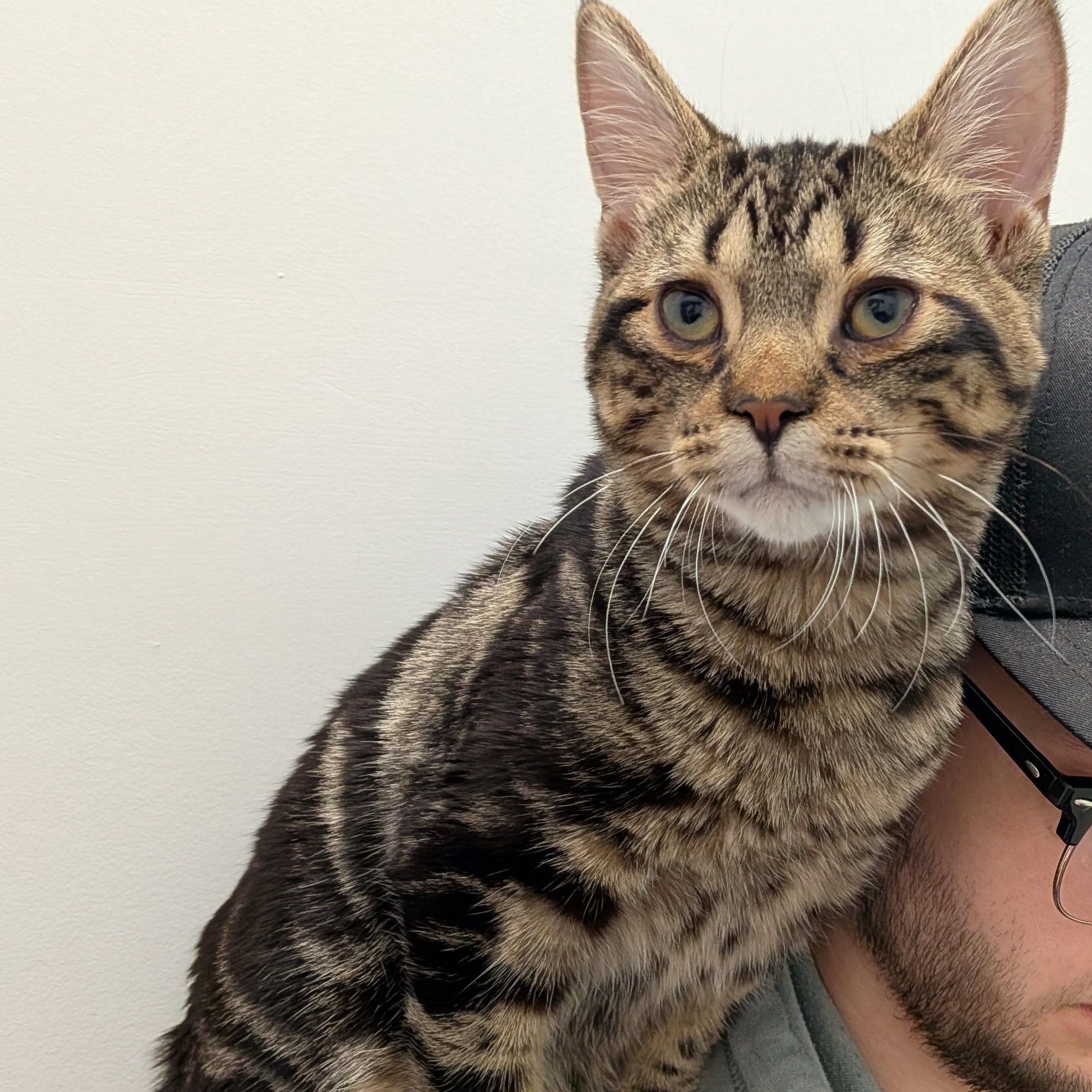 Enlarge RALPH (bonded with POOH BEAR), a Adoptable Domestic Short Hair in Tillsonburg, ON image 1/3