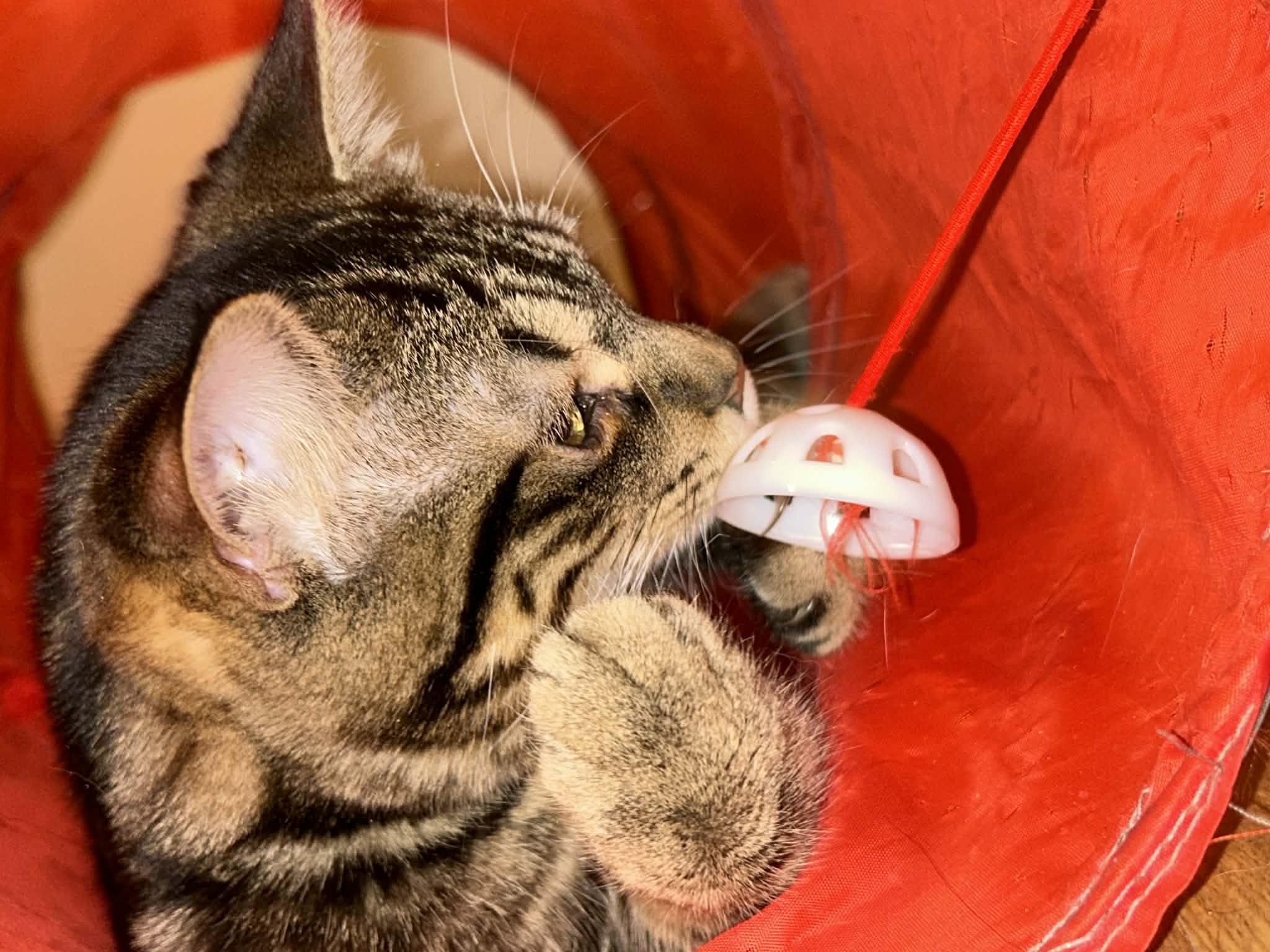 Enlarge RALPH (bonded with POOH BEAR), a Adoptable Domestic Short Hair in Tillsonburg, ON image 2/3